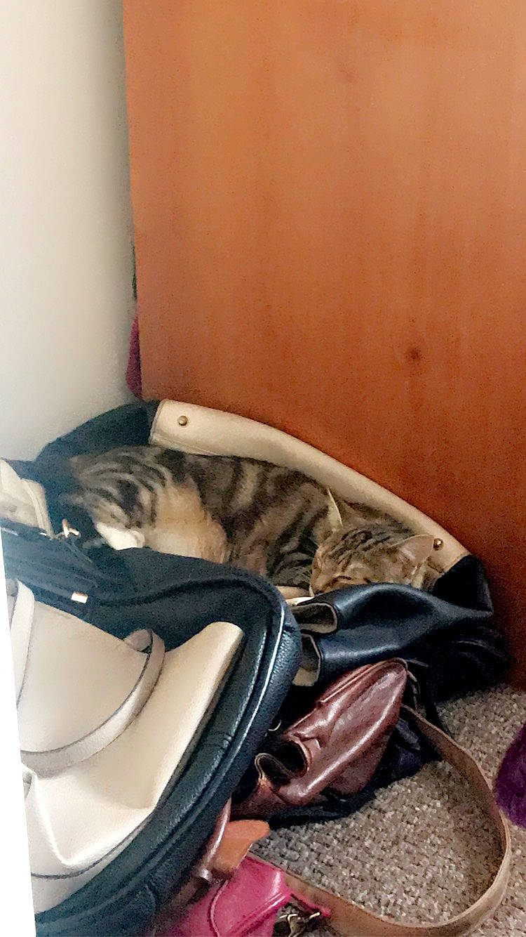 Theadora is registered to the contest to win money with this photo: bag, baggage, carnivore, cat, comfort, domestic_short_haired_cat, fashion_accessory, fawn, felidae, fur, hardwood, human_leg, luggage_and_bags, pet_supply, small_to_medium_sized_cats, tail, thigh, whiskers, window, wood