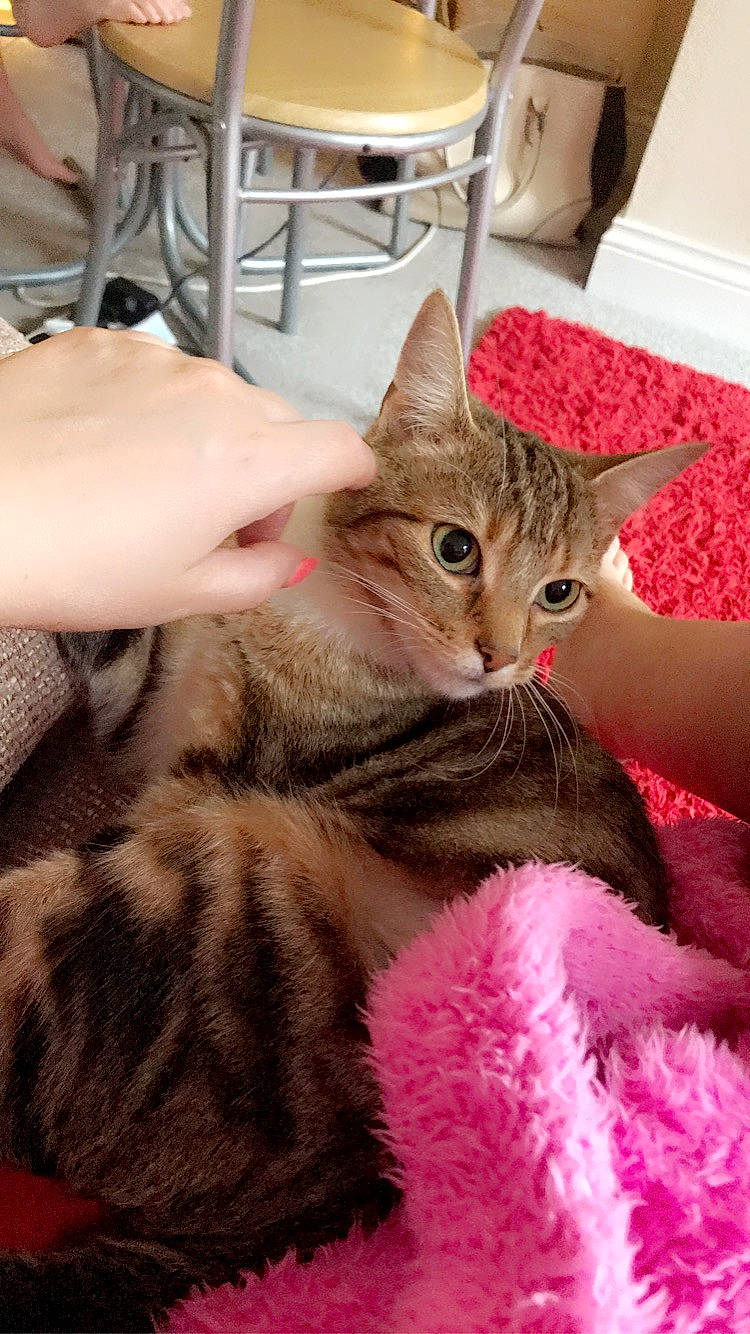 Theadora is registered to the contest to win money with this photo: carnivore, cat, claw, comfort, domestic_short_haired_cat, event, fawn, felidae, fur, magenta, nail, paw, small_to_medium_sized_cats, snout, whiskers