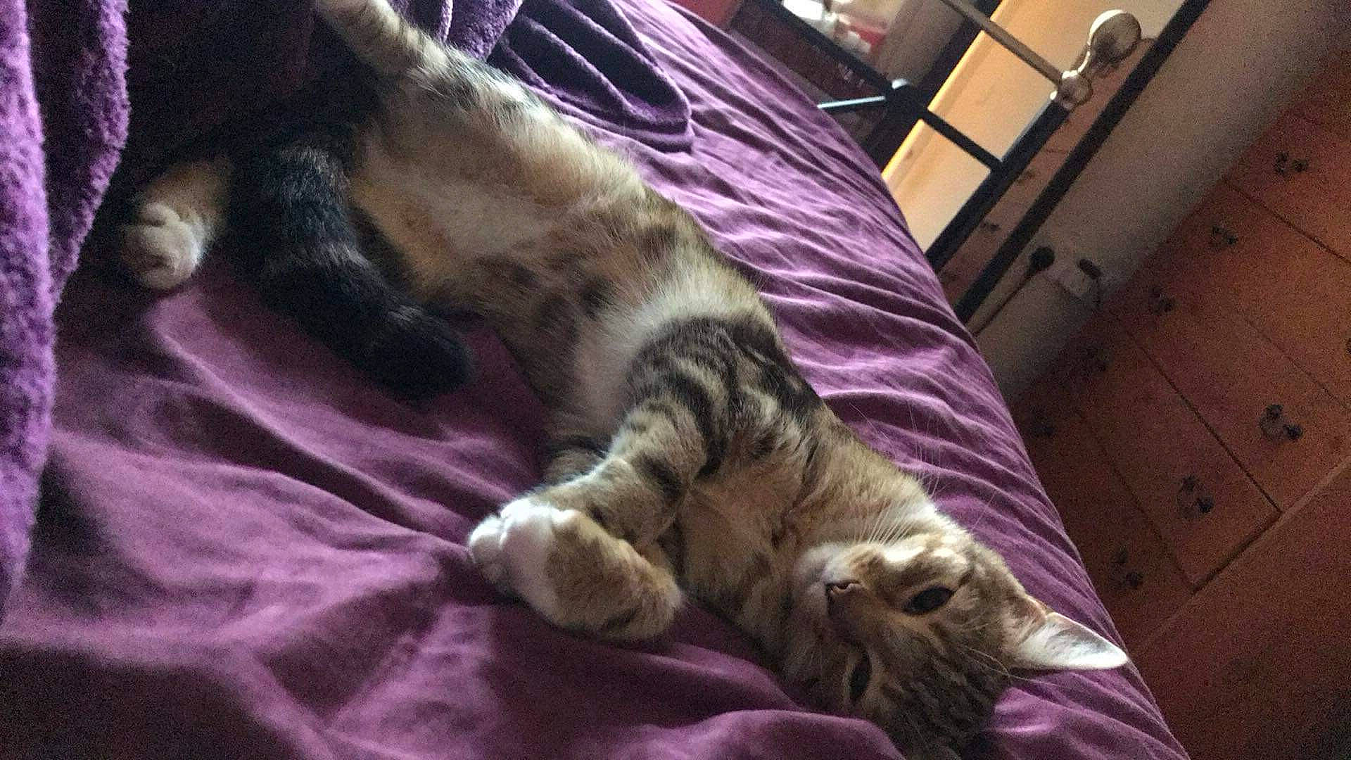 Theadora is registered to the contest to win money with this photo: bed, canidae, carnivore, cat, chair, claw, comfort, dog_breed, domestic_short_haired_cat, fawn, felidae, fur, grey, linens, purple, small_to_medium_sized_cats, snout, tail, terrestrial_animal, whiskers