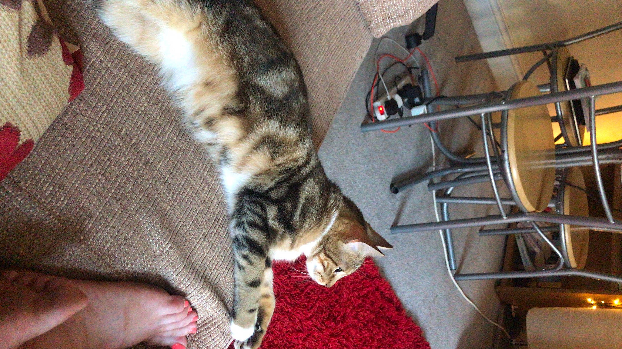 Theadora is registered to the contest to win money with this photo: carnivore, cat, claw, comfort, domestic_short_haired_cat, fawn, felidae, flooring, fur, gesture, human_leg, nail, nap, pattern, paw, sleep, small_to_medium_sized_cats, tail, terrestrial_animal, whiskers