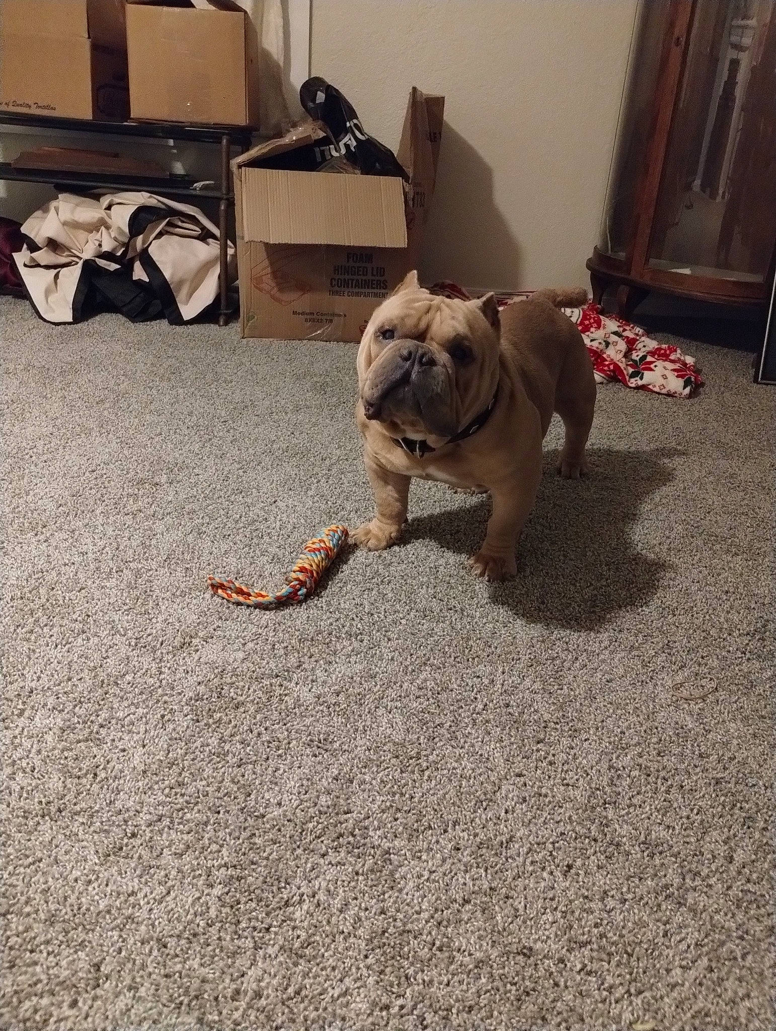 Teddy joined the competition — help win amazing prizes! bulldog, canidae, carnivore, collar, comfort, companion_dog, dog, dog_breed, fawn, floor, flooring, hardwood, leash, pug, snout, sporting_group, toy_dog, wood, working_animal, wrinkle