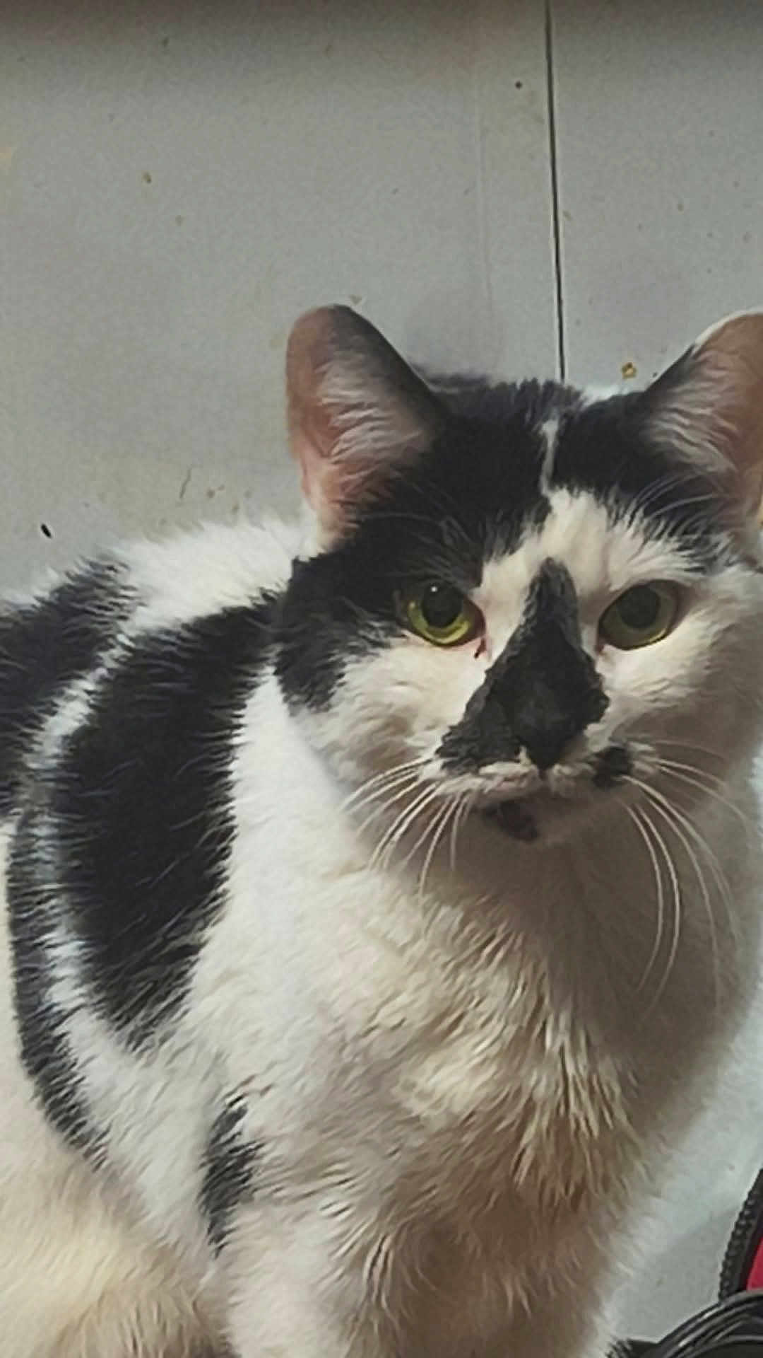 Claire joined the competition — help win amazing prizes! animal, black_and_white, cat, close_up, cute, domestic_cat, ears, face, feline, fur, furry, green_eyes, indoor, looking_at_camera, mammal, nose, pet, portrait, sitting, whiskers