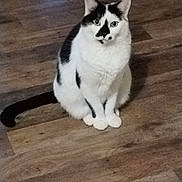 Claire joined the competition — help win amazing prizes! alert, animal, black_and_white, calm, cat, cute, domestic_cat, ears, eyes, feline, fur, indoor, looking, mammal, pet, quiet, sitting, tail, whiskers, wooden_floor