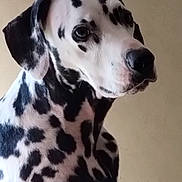 Rhett joined the competition — help win amazing prizes! dalmatian, dog, pet, animal, spotted, black_and_white, portrait, fur, ears, face, canine, looking, indoor, closeup, muzzle, alert, expression, domestic_animal, young, background