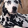 Rhett joined the competition — help win amazing prizes! dalmatian, dog, pet, animal, indoor, couch, beige, spotted, black_and_white, relaxed, lying_down, fur, ears, paw, face, companion, domestic, canine, portrait, cozy