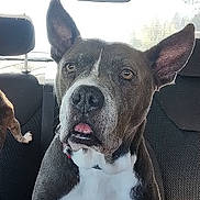 Sadie is registered to the contest to win money with this photo: animal, attentive, backseat, blanket, canine, car_interior, closeup, collar, companion, curious, dog, domestic_animal, ears, furry, indoors, pet, portrait, seat, sitting, white_chest