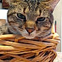 cat, tabby_cat, basket, woven_basket, indoor, close_up, feline, ears, whiskers, fur, face, eyes, nose, kitchen, countertop, wooden, relaxed, pet, animal, domestic