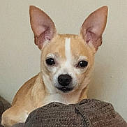 Paris is registered to the contest to win money with this photo: dog, chihuahua, pet, canine, ears, brown, tan, white, couch, furniture, indoor, animal, looking_at_camera, small_dog, face, portrait, sitting, domestic_animal, cute, companion