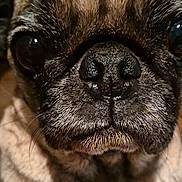 Puggy joined the competition — help win amazing prizes! animal, black, brown, canine, close_up, cute, dog, expression, eyes, face, fur, indoor, muzzle, nose, pet, portrait, pug, snout, texture, whiskers