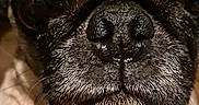 Puggy joined the competition — help win amazing prizes! animal, black, brown, canine, close_up, cute, dog, expression, eyes, face, fur, indoor, muzzle, nose, pet, portrait, pug, snout, texture, whiskers