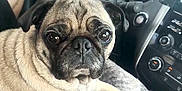 Puggy is registered to the contest to win money with this photo: animal, blanket, car_interior, closeup, comfort, companion, cozy, cute, dog, domestic_animal, fur, indoors, mammal, pet, portrait, pug, relaxed, seat, steering_wheel, vehicle