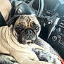 dog, pug, pet, animal, car_interior, steering_wheel, blanket, cozy, cute, companion, seat, relaxed, indoors, closeup, fur, mammal, domestic_animal, portrait, comfort, vehicle
