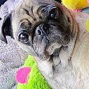 Puggy is registered to the contest to win money with this photo: animal, blanket, close_up, colorful, cozy, cute, dog, ears, expression, face, furry, head, indoor, looking, pet, plush_toy, portrait, pug, soft, texture