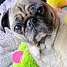 animal, blanket, close_up, colorful, cozy, cute, dog, ears, expression, face, furry, head, indoor, looking, pet, plush_toy, portrait, pug, soft, texture