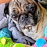 animal, blanket, close_up, colorful, companion, cozy, cute, dog, ears, face, fur, indoors, looking, pet, plush_toy, portrait, pug, resting, snout, soft