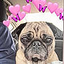 animal, butterflies, car, casual, close_up, companion, cute, dog, expression, face, filter, fur, hearts, indoors, love, people, pet, pug, seat, vehicle