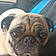 Puggy