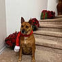 animal, brown_dog, canine, carpeted_stairs, christmas, cute, decor, dog, festive, holiday_decorations, home, indoor, pet, plant, poinsettias, red_scarf, scarf, sitting, stairs, vase