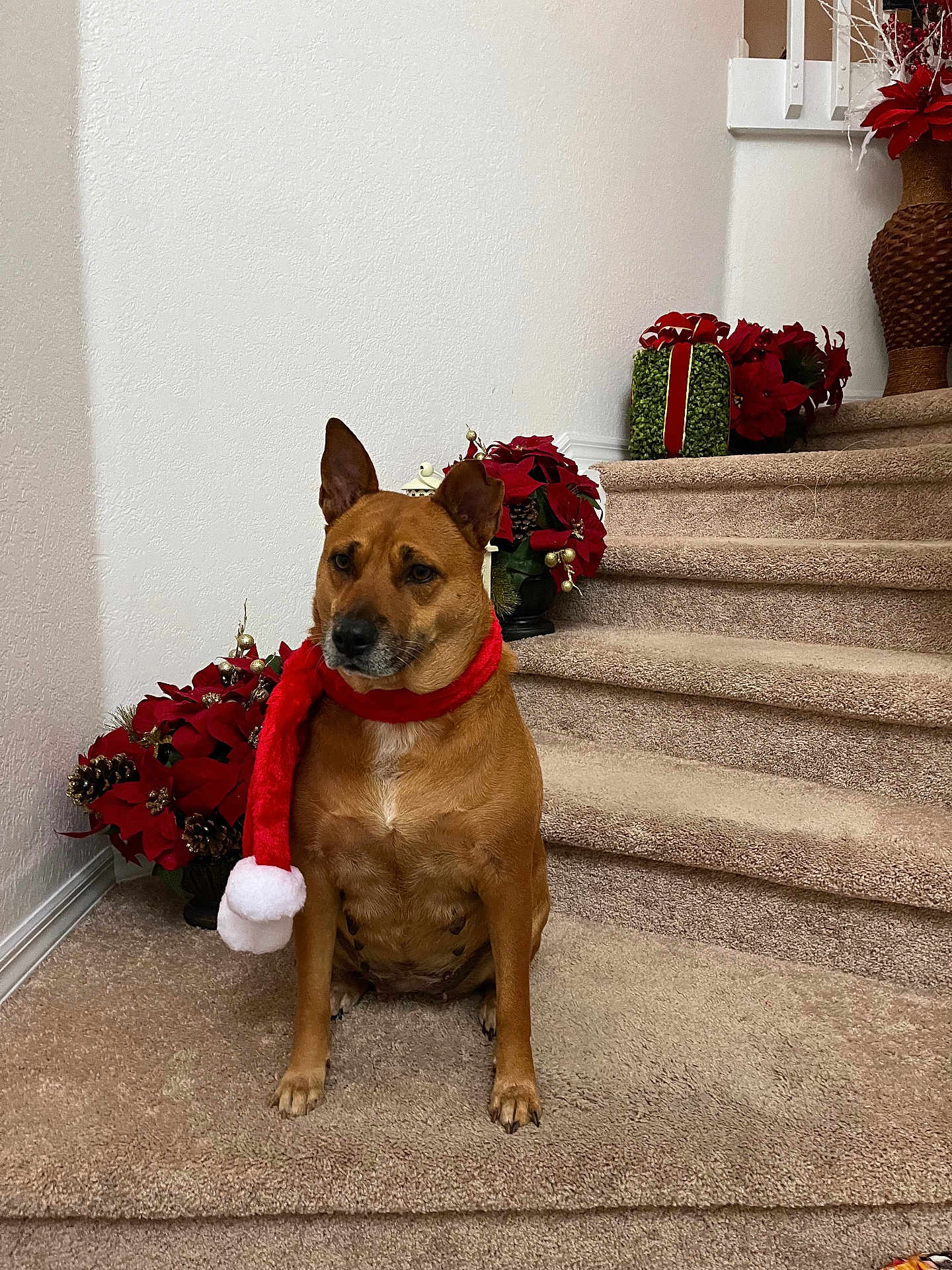 Riley Girl is registered to the contest to win money with this photo: animal, brown_dog, canine, carpeted_stairs, christmas, cute, decor, dog, festive, holiday_decorations, home, indoor, pet, plant, poinsettias, red_scarf, scarf, sitting, stairs, vase