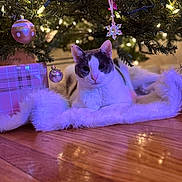 Storm is registered to the contest to win money with this photo: cat, christmas_tree, ornaments, holiday, lights, floor, wood_floor, fluffy, cozy, decorations, present, gift_wrap, indoor, pet, animal, relaxed, festive, tree_skirt, white_cat, holiday_decor