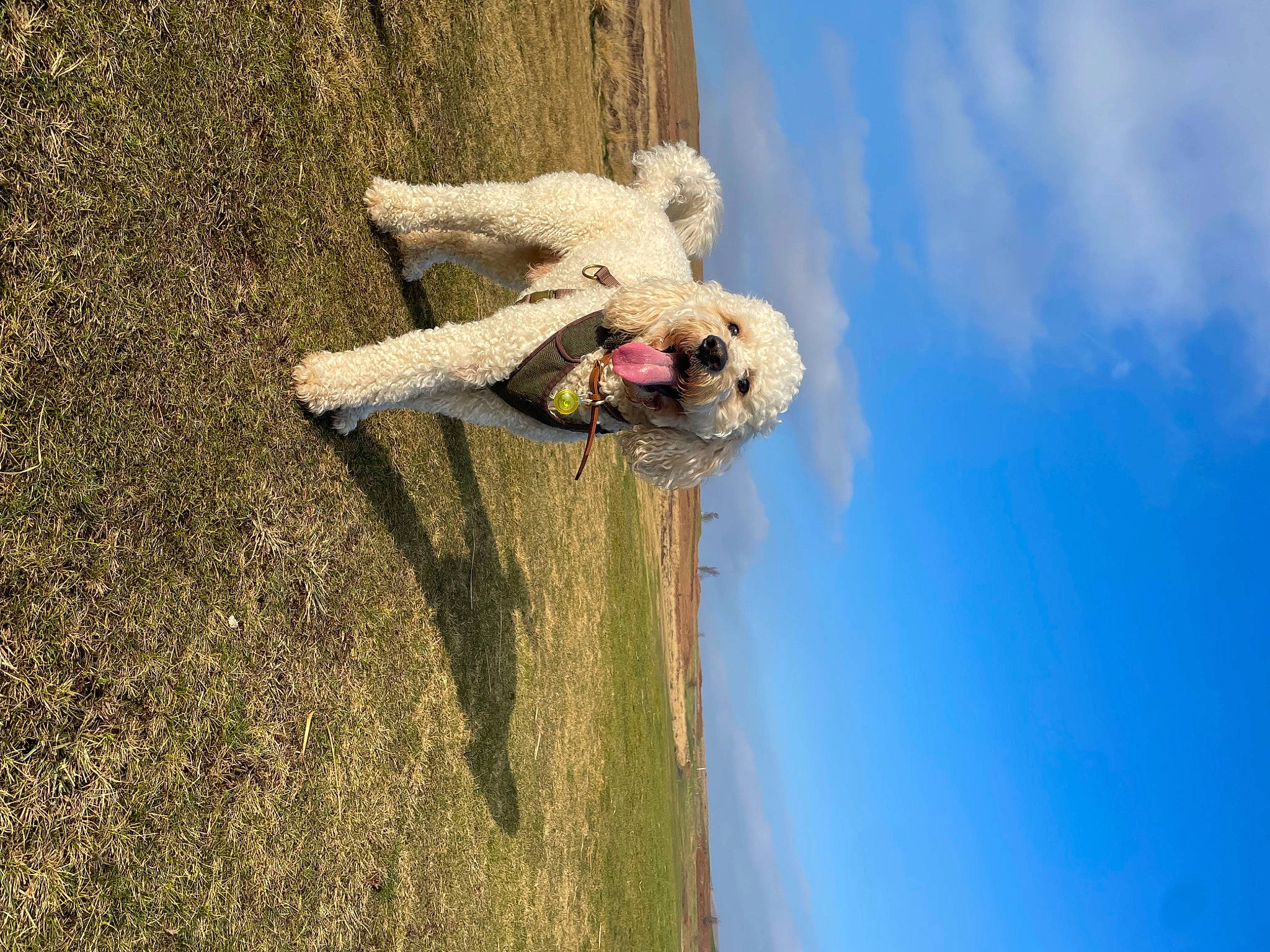 Toby joined the competition — help win amazing prizes! adventure, canidae, carnivore, cloud, dog, dog_breed, fun, grass, happy, landscape, leisure, people_in_nature, plant, recreation, sky, soil, sporting_group, tree, water, wood