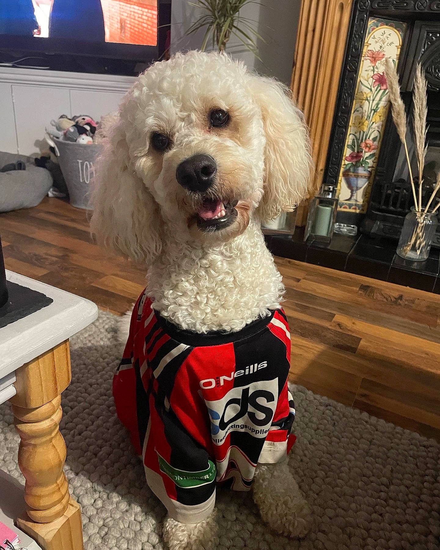 Toby joined the competition — help win amazing prizes! carnivore, companion_dog, dog, dog_breed, dog_clothes, dog_collar, dog_supply, flooring, fur, labradoodle, pet_supply, picture_frame, poodle, snout, sunglasses, television, terrier, toy_dog, water_dog, working_animal
