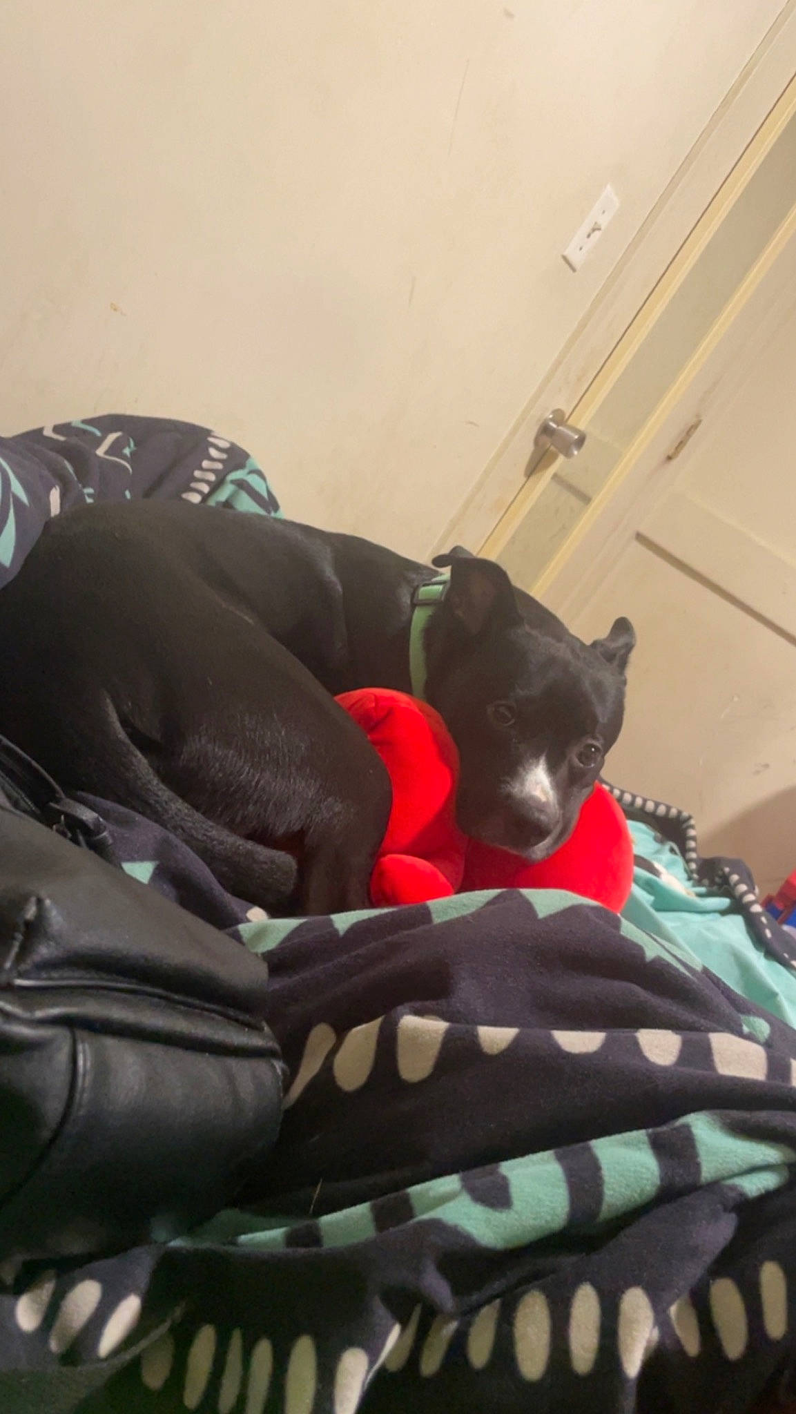 Dior is registered to the contest to win money with this photo: bed, canidae, carmine, carnivore, comfort, companion_dog, dog, dog_breed, dog_supply, felidae, fur, linens, nap, pattern, pet_supply, room, small_to_medium_sized_cats, sporting_group, tail, working_animal