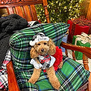 Chloe is registered to the contest to win money with this photo: animal, armchair, blanket, box, canine, chair, couch, cushion, dog, furniture, homedecor, hound, linen, person, pet, poodle, puppy, sleeping, tartan, terrier