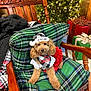 animal, armchair, blanket, box, canine, chair, couch, cushion, dog, furniture, homedecor, hound, linen, person, pet, poodle, puppy, sleeping, tartan, terrier