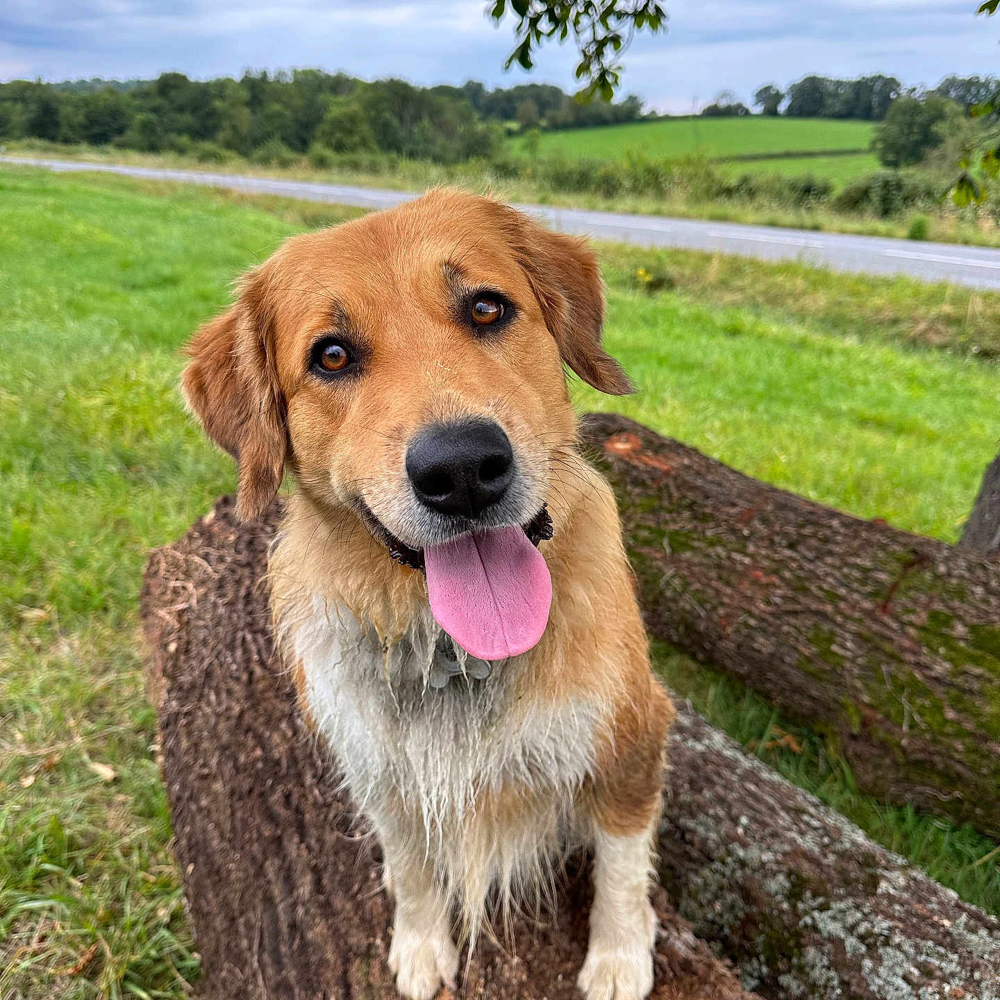 Pêche participe au concours pour gagner de l'argent avec cette photo : animal, bodypart, canine, countryside, dog, field, goldenretriever, grass, grassland, hound, mouth, nature, outdoors, park, person, pet, plant, puppy, tree, vegetation