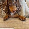 Aupale participe au concours pour gagner de l'argent avec cette photo : blurred_background, brown, casual_clothing, curious, cute, dachshund, dog, ears, face, glasses, indoor, long_hair, paws, person, pet, puppy, smile, spots, table, wooden_table