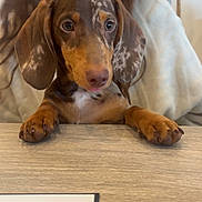 Aupale participe au concours pour gagner de l'argent avec cette photo : animal, background_blur, brown, closeup, cute, dachshund, dog, face, glasses, human, indoor, long_hair, person, pet, puppy, sitting, smile, table, wood, young