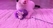 Milki participe au concours pour gagner de l'argent avec cette photo : cat, calico_cat, toy, feathers, plush_surface, indoor, floor, curious, pet, feline, closeup, purple_tint, soft_lighting, blurred_background, playful, animal, domestic_cat, whiskers, ears, paws