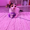 animal, blurred_background, calico_cat, cat, closeup, curious, domestic_cat, ears, feathers, feline, floor, indoor, paws, pet, playful, plush_surface, purple_tint, soft_lighting, toy, whiskers
