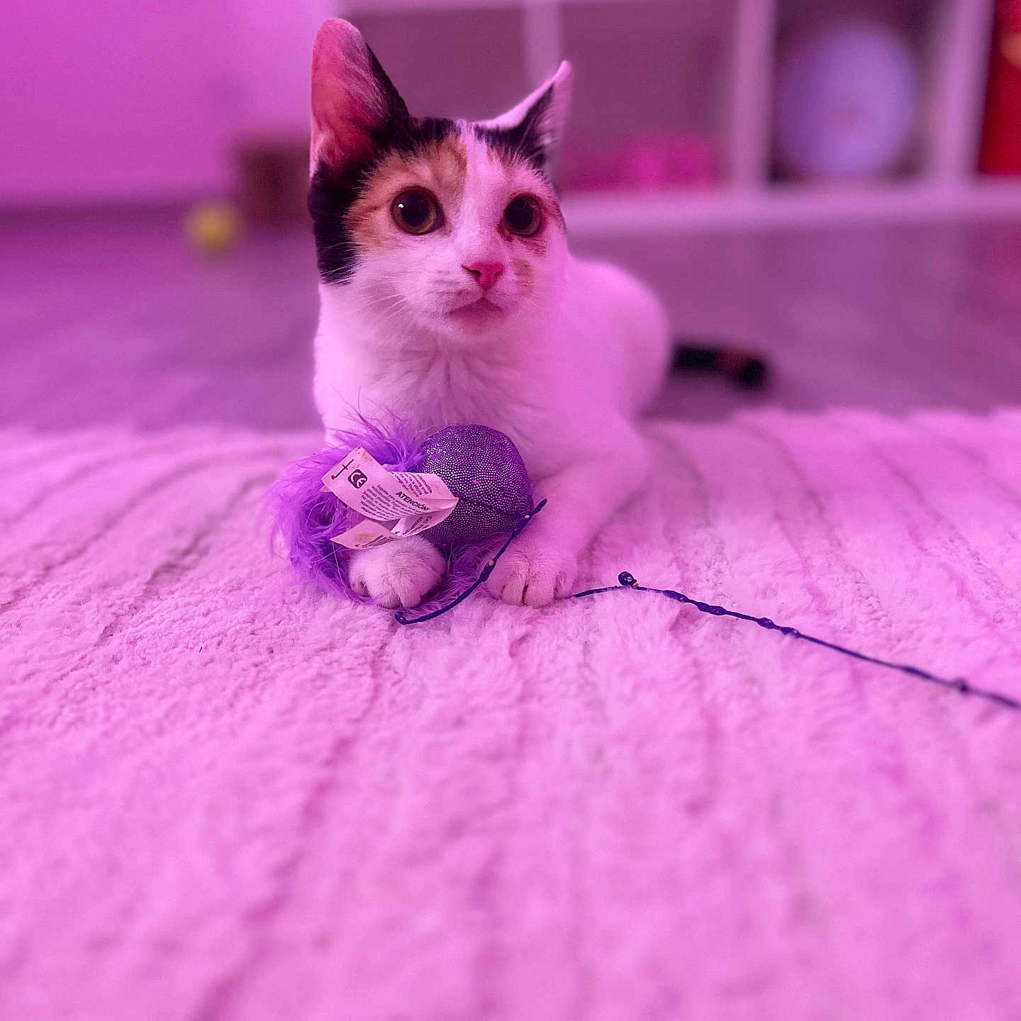 Milki participe au concours pour gagner de l'argent avec cette photo : cat, calico_cat, toy, feathers, plush_surface, indoor, floor, curious, pet, feline, closeup, purple_tint, soft_lighting, blurred_background, playful, animal, domestic_cat, whiskers, ears, paws