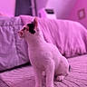 Milki participe au concours pour gagner de l'argent avec cette photo : cat, indoor, pet, white_cat, black_markings, carpet, bed, window, pink_lighting, furniture, floor, animal, cute, sitting, looking, curious, soft_light, cozy, home, domestic