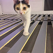 Milki participe au concours pour gagner de l'argent avec cette photo : cat, calico, kitten, bed_frame, slats, wood_floor, indoor, pet, curious, walking, paw, electrical_outlet, cord, wall, flooring, domestic_animal, feline, young_animal, close_up, household