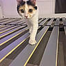 bed_frame, calico, cat, close_up, cord, curious, domestic_animal, electrical_outlet, feline, flooring, household, indoor, kitten, paw, pet, slats, walking, wall, wood_floor, young_animal