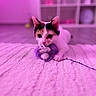 Milki participe au concours pour gagner de l'argent avec cette photo : cat, calico, toy, blanket, indoor, pet, playful, cute, feline, floor, purple, pink, cozy, animal, whiskers, ears, paws, tag, closeup, focus