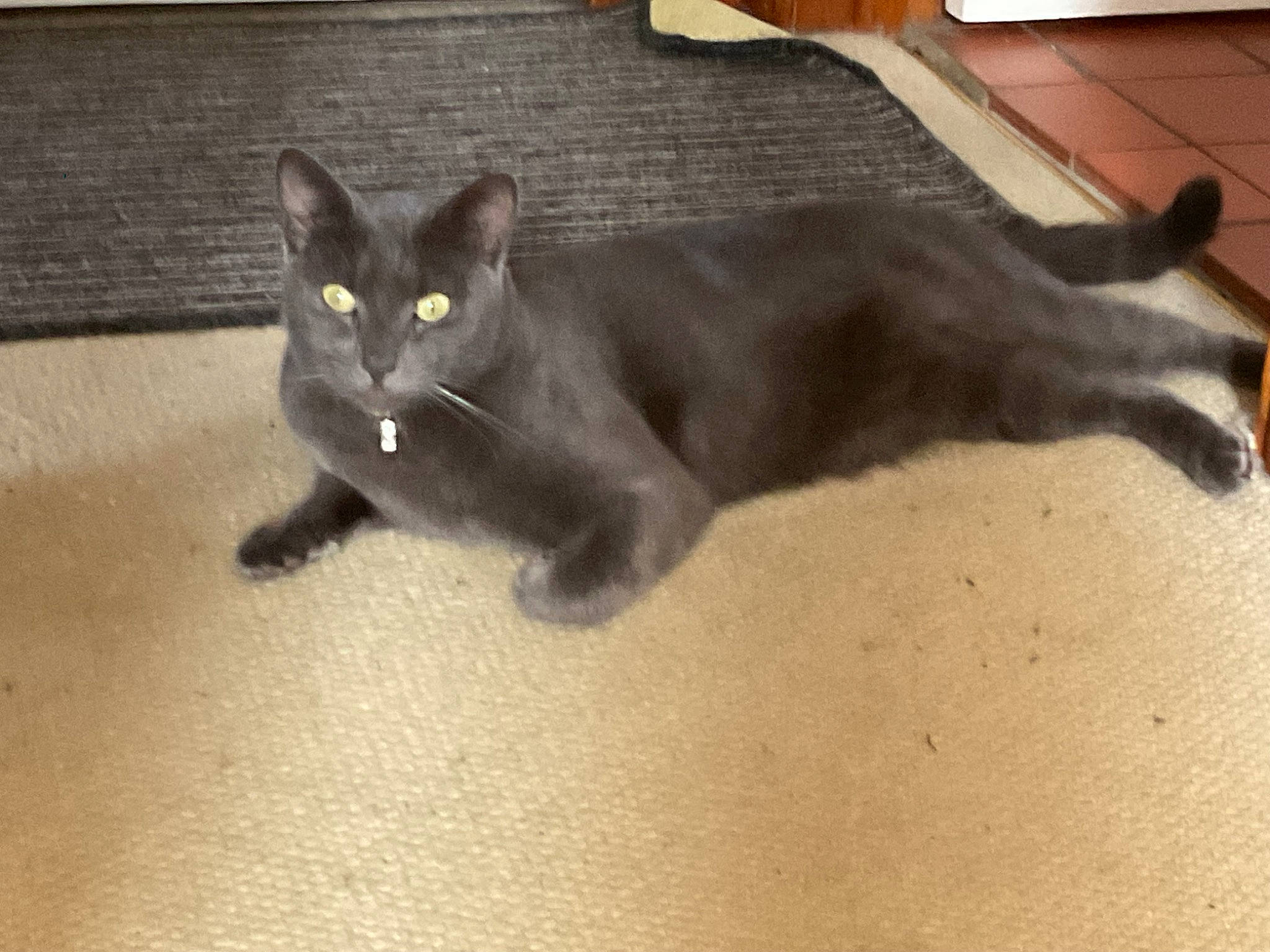 Gizmo joined the competition — help win amazing prizes! black_cat, carnivore, cat, claw, domestic_short_haired_cat, felidae, flooring, fur, grey, hardwood, havana_brown, paw, russian_blue, small_to_medium_sized_cats, snout, tail, terrestrial_animal, whiskers, wood