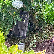 Gizmo joined the competition — help win amazing prizes! animal, bell, cat, collar, curious, eyes, foliage, garden, gray_cat, greenery, leaves, moss, nature, outdoor, pet, plants, sitting, soil, sunlight, wildlife