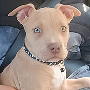 Falko a rejoint le concours — aidez-le/la à gagner de superbes lots ! puppy, dog, blue_eyes, collar, seatbelt, car_interior, light_tan, pet, cute, animal, close_up, sitting, young_dog, companion, domestic_animal, fur, ears, nose, whiskers, indoor
