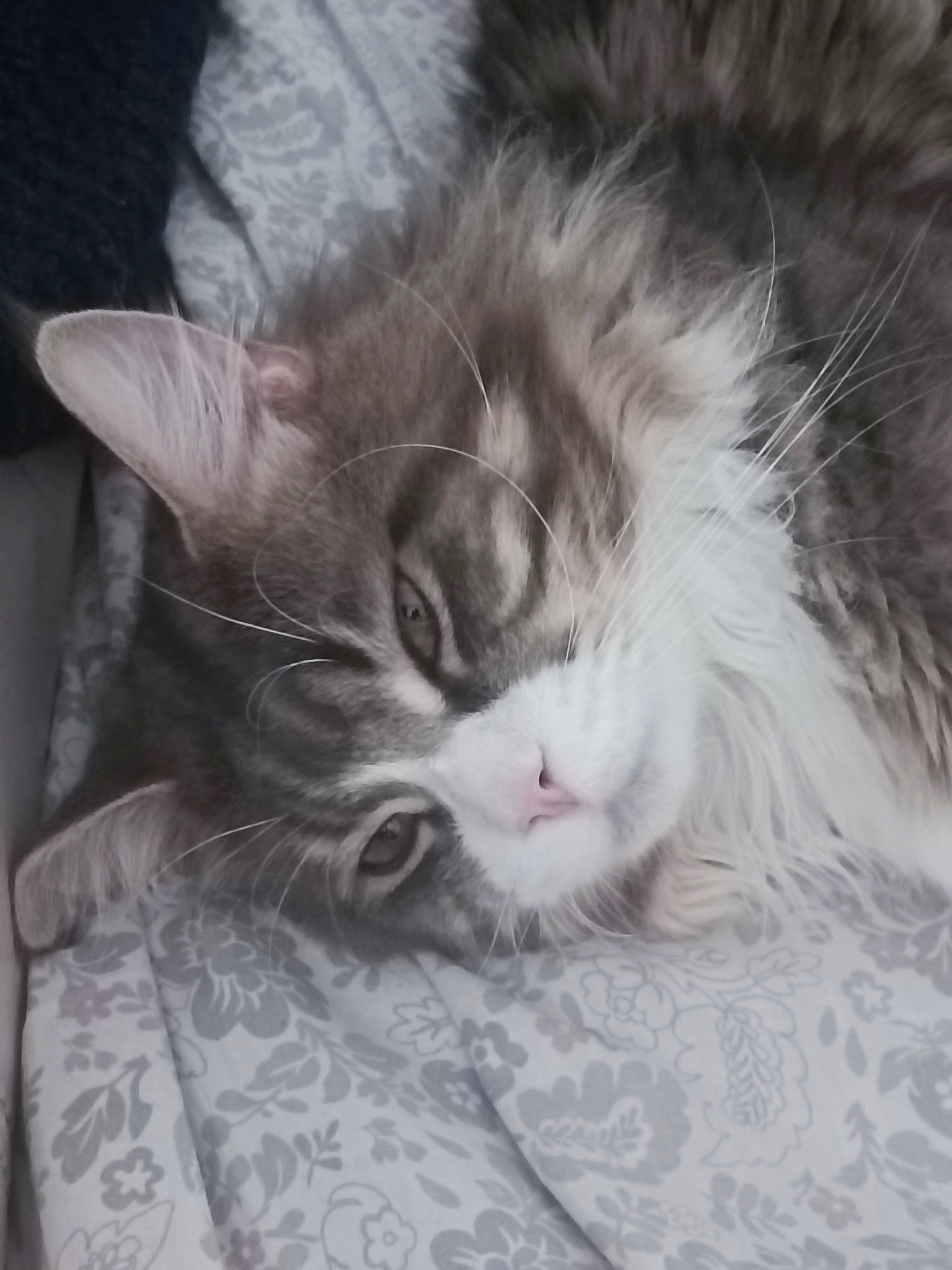 Thyron a rejoint le concours — aidez-le/la à gagner de superbes lots ! carnivore, cat, claw, comfort, domestic_short_haired_cat, ear, eye, felidae, fur, grey, maine_coon, nap, paw, sleep, small_to_medium_sized_cats, snout, tail, whiskers