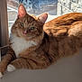 cat, orange_tabby, feline, pet, animal, window, sunlight, relaxed, indoor, whiskers, fur, paw, curious, domestic_cat, mammal, resting, cute, cozy, closeup, portrait