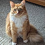 cat, orange_cat, white_paws, fluffy_tail, carpet, indoor, pet, feline, sitting, curious_eyes, whiskers, domestic_cat, long_fur, animal, cute, furry, alert, front_view, household, companion