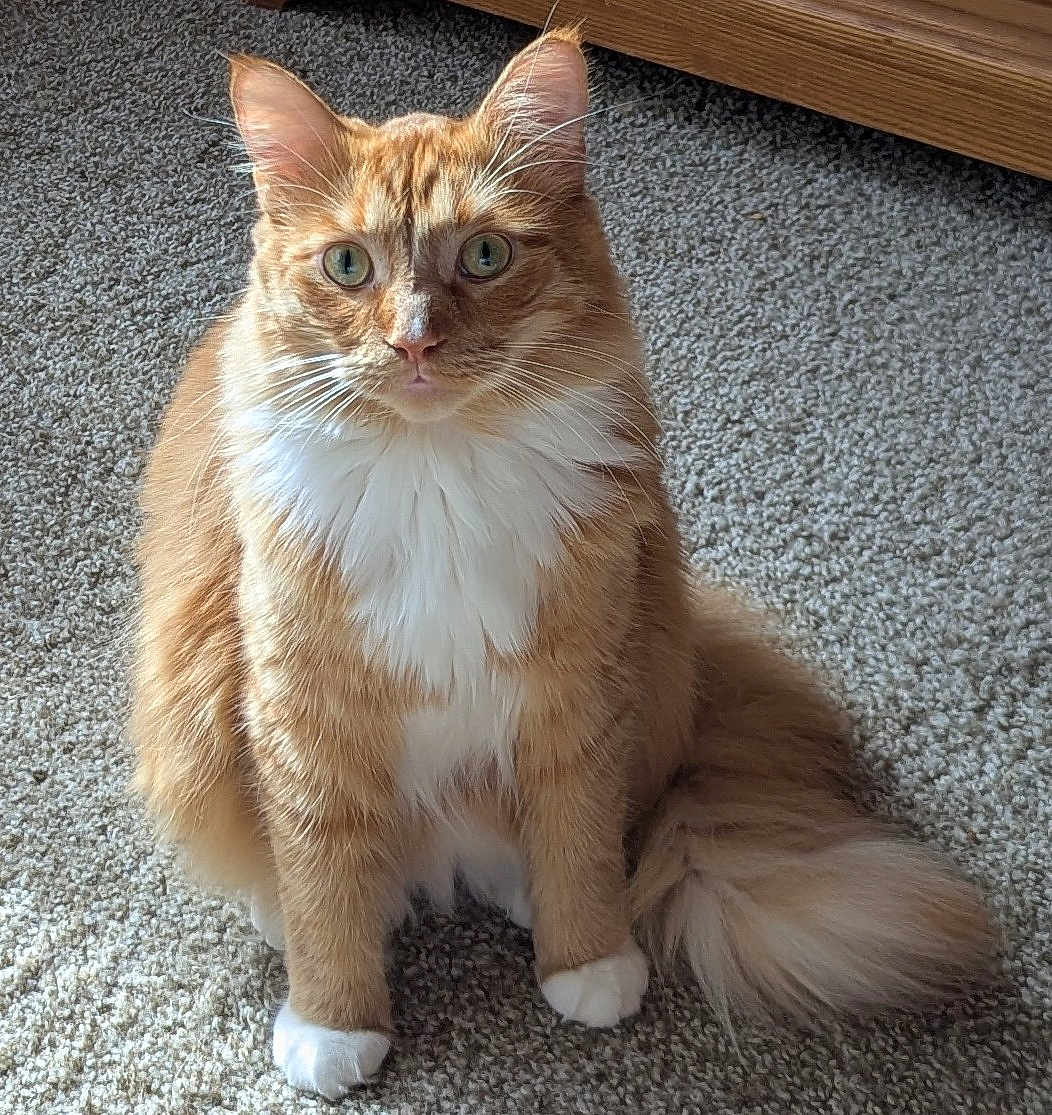 Nemo joined the competition — help win amazing prizes! cat, orange_cat, white_paws, fluffy_tail, carpet, indoor, pet, feline, sitting, curious_eyes, whiskers, domestic_cat, long_fur, animal, cute, furry, alert, front_view, household, companion