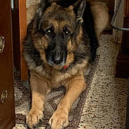 Maxamillion is registered to the contest to win money with this photo: animal, canine, dog, germanshepherd, pet, policedog, puppy