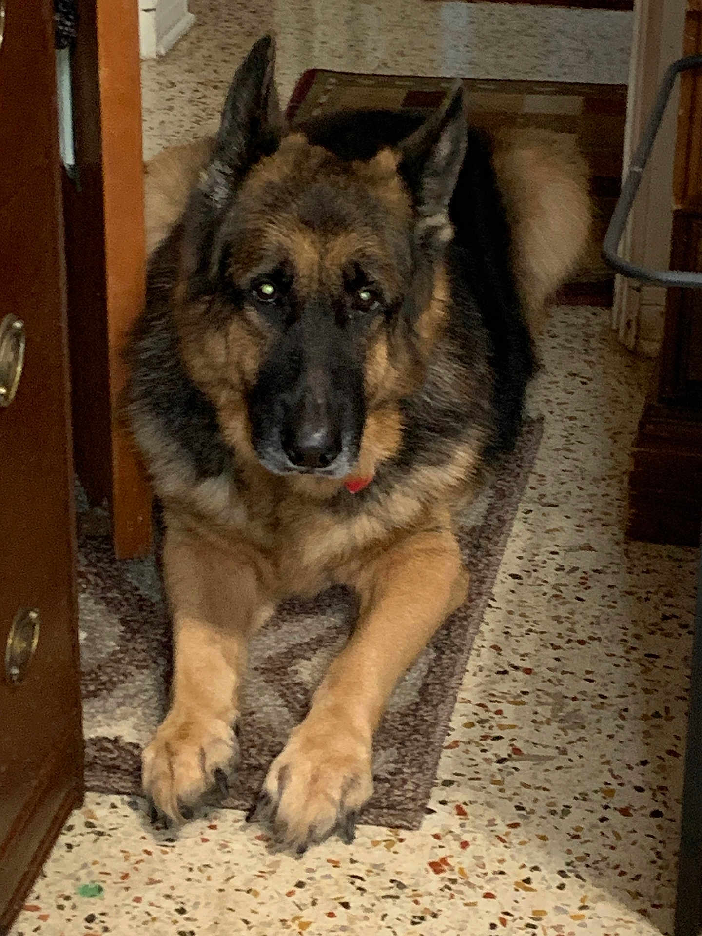 Maxamillion is registered to the contest to win money with this photo: animal, canine, dog, germanshepherd, pet, policedog, puppy