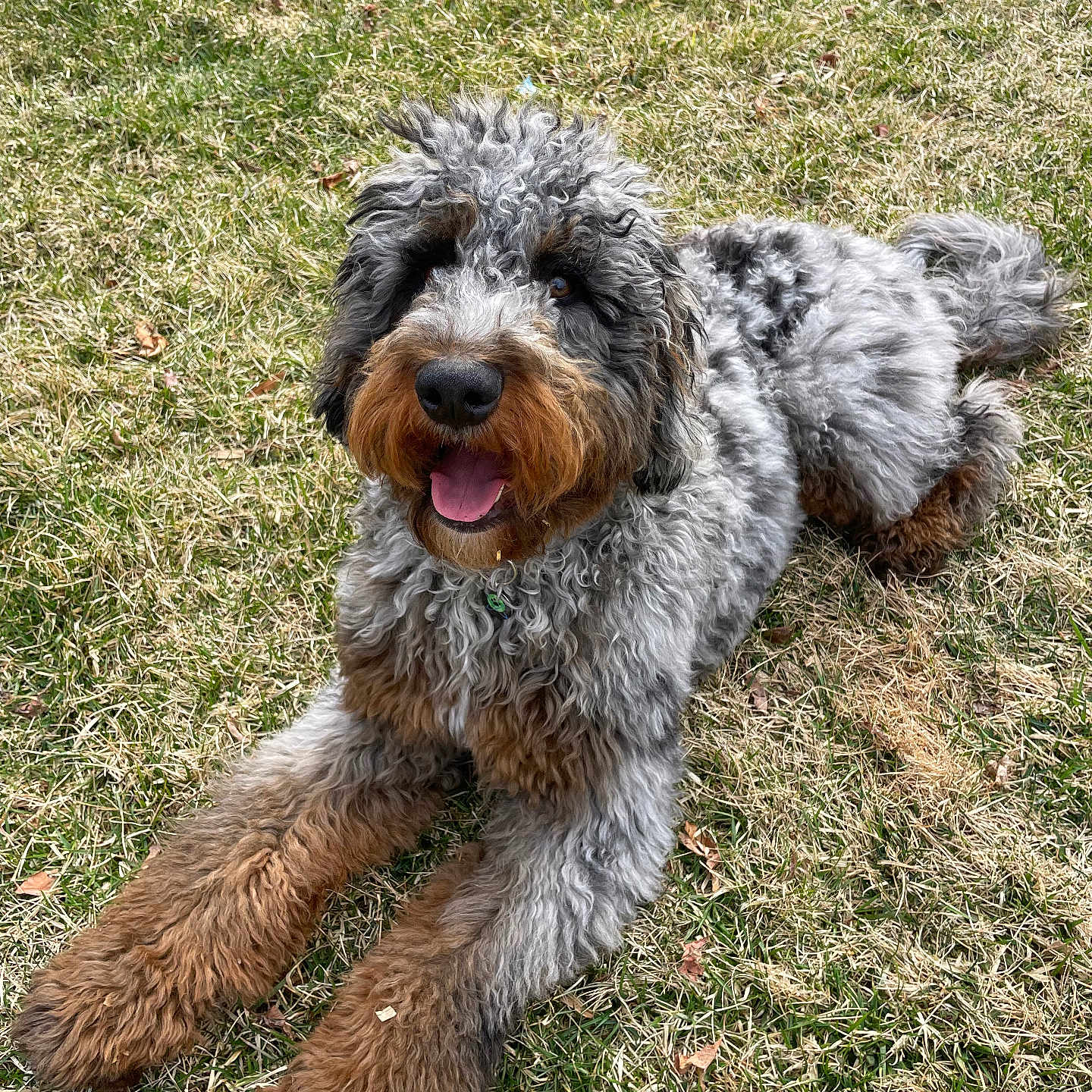 Billie Rae is registered to the contest to win money with this photo: airedale, animal, ball, bodypart, canine, dog, field, football, grass, lawn, mouth, person, pet, plant, poodle, puppy, soccer, soccerball, sport, terrier
