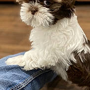 Lucy is registered to the contest to win money with this photo: puppy, dog, brown, white, fluffy, fur, pet, indoor, floor, denim, jeans, paw, cute, animal, young, portrait, companion, resting, small, adorable